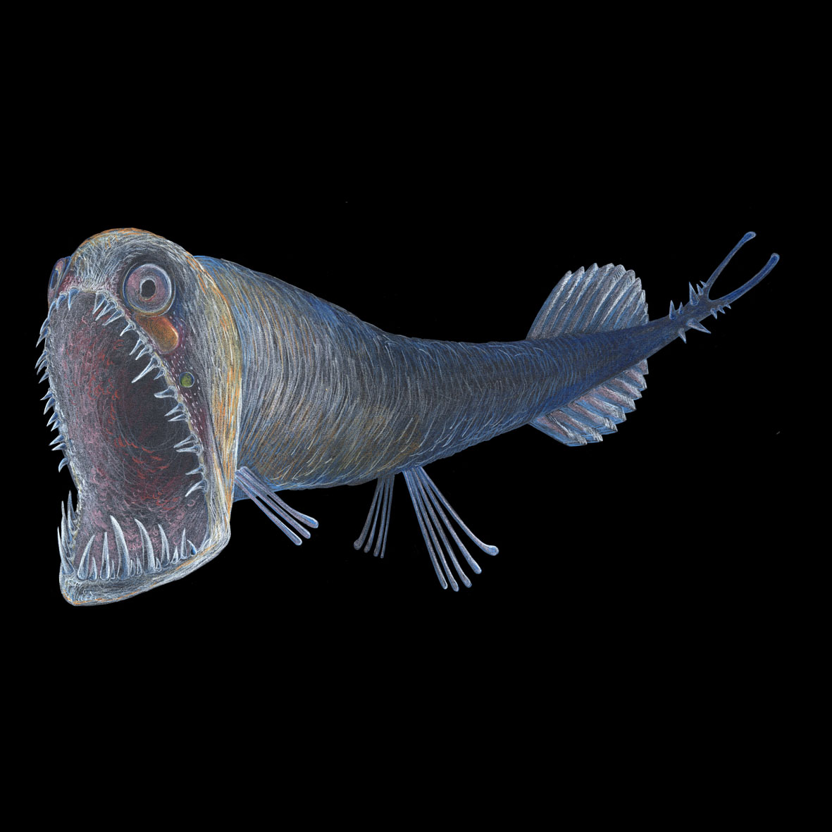 Schwarzer Drachenfisch (Malacosteus niger)